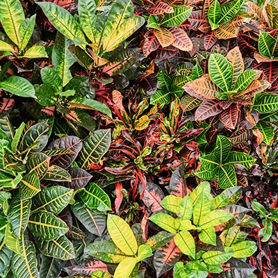 croton soorten