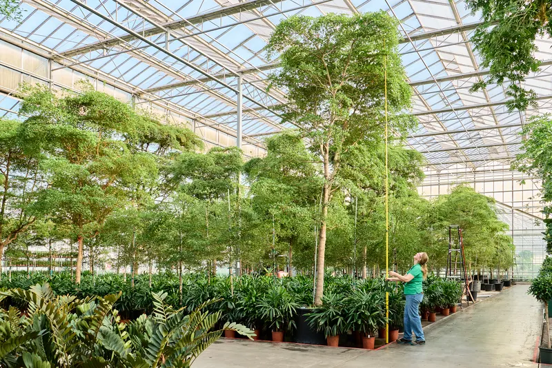 medewerker Nieuwkoop Europe kwekerij