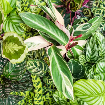 Calathea standplaats-water geven