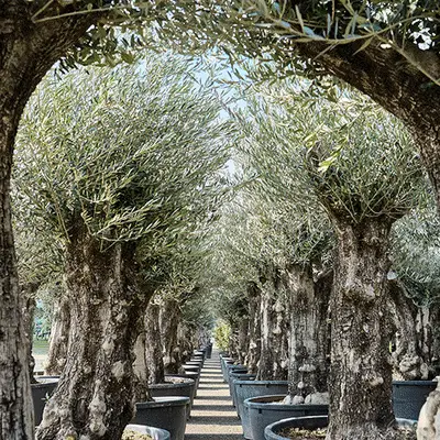 Olea europaea gif