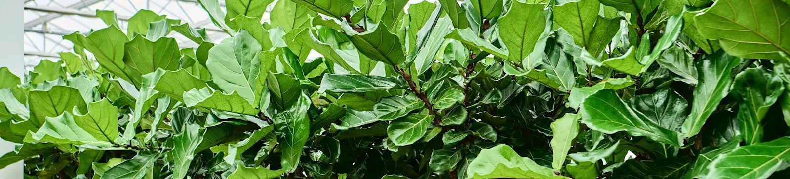 ArticleGroup Data Image Ficus 