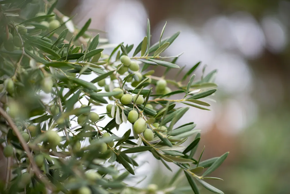 Olea europaea homepagebanner groot