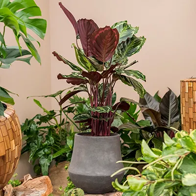 Calathea sproeien en temperatuur