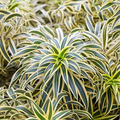 Wie pflege ich die Pleomele (Dracaena) reflexa? | Nieuwkoop Europe