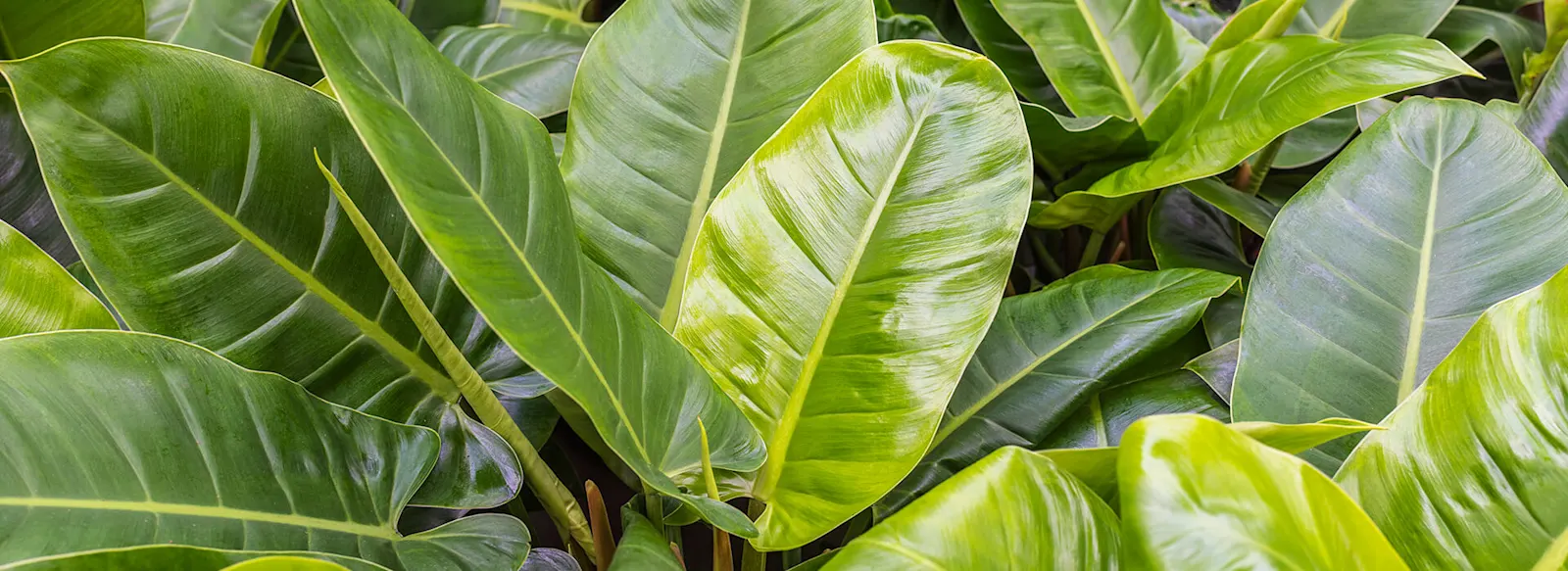 Philodendron filter image