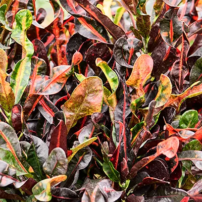 Croton oorsprong-standplaats