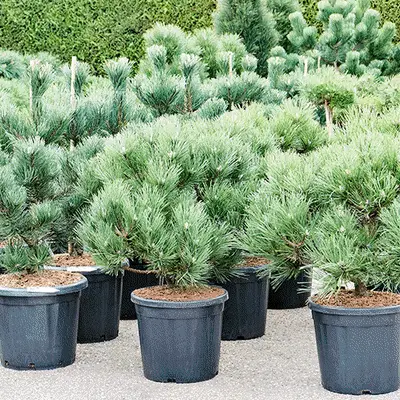 ilex taxus pinus gif