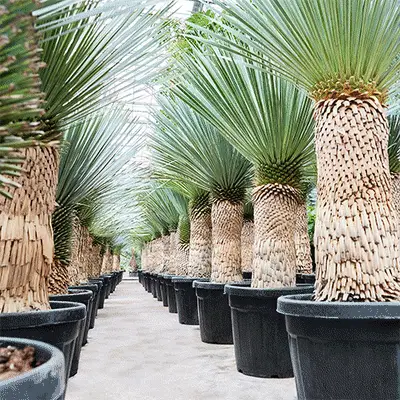 yucca gif