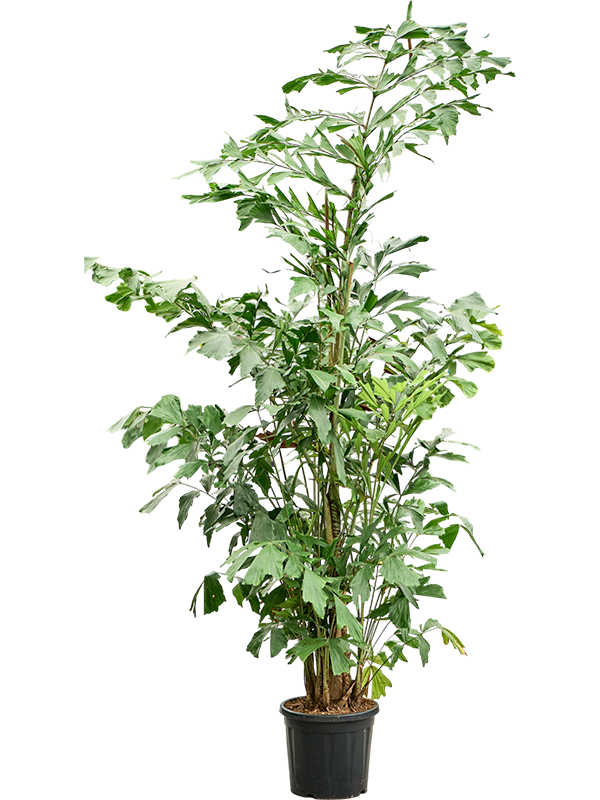 highlighted categories plant offers