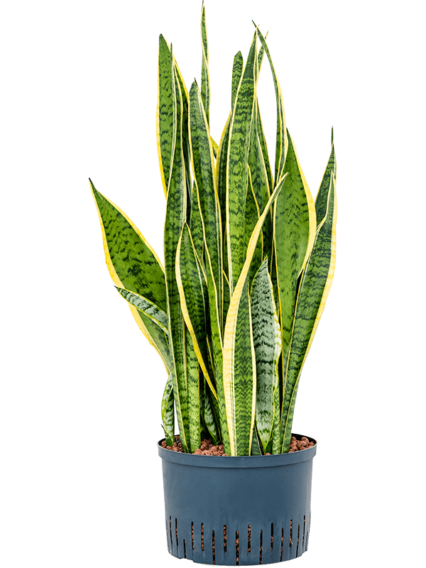 highlighted categories plant offers Sansevieria
