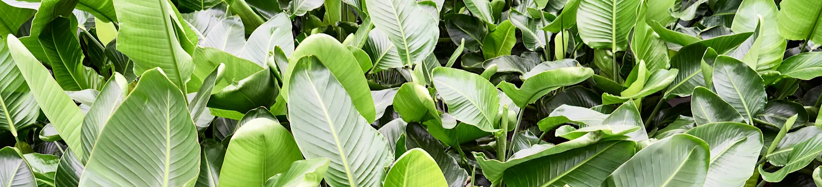 ArticleGroup Data Image Strelitzia