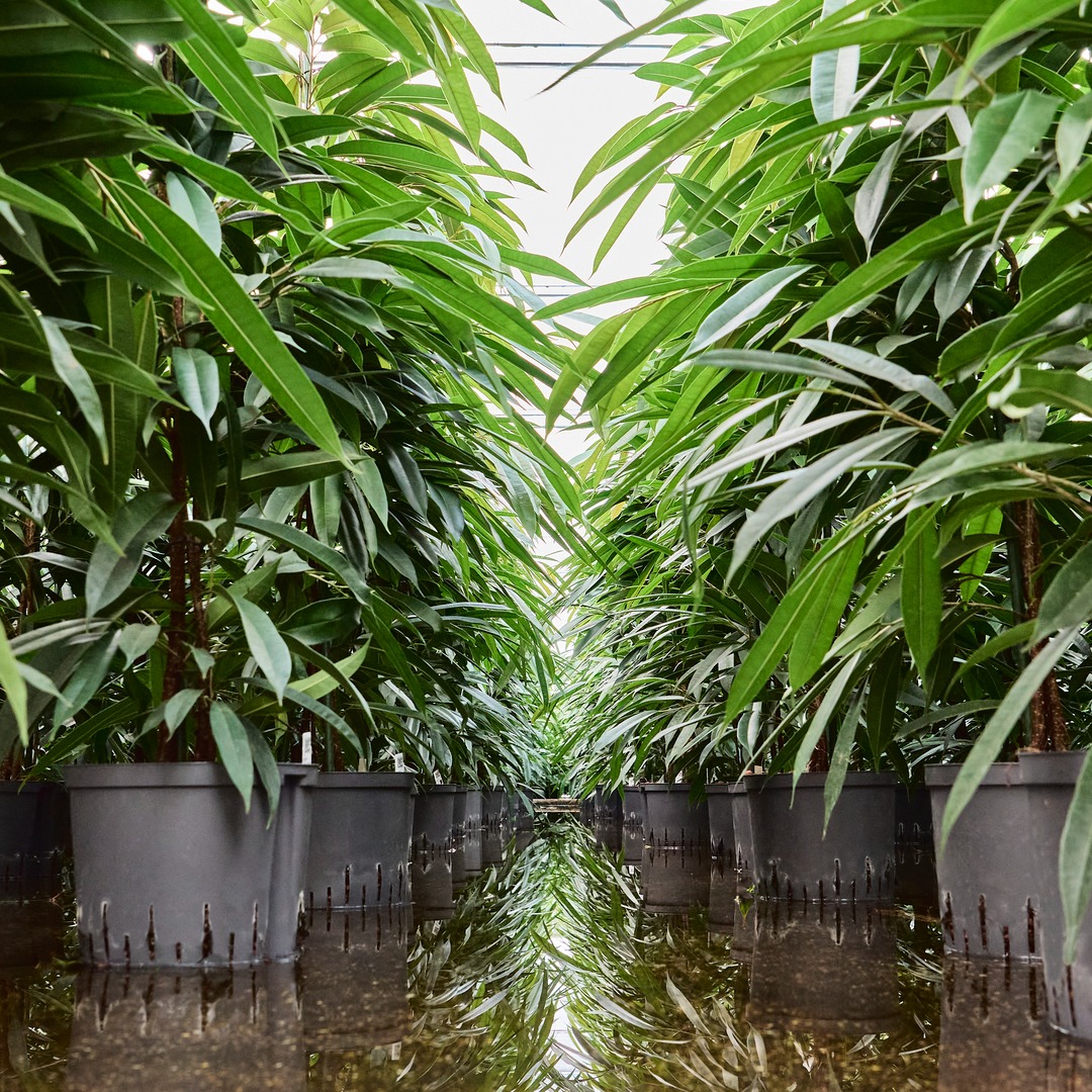 Hydrocultuur Ficus binnendijkii Amstel King
