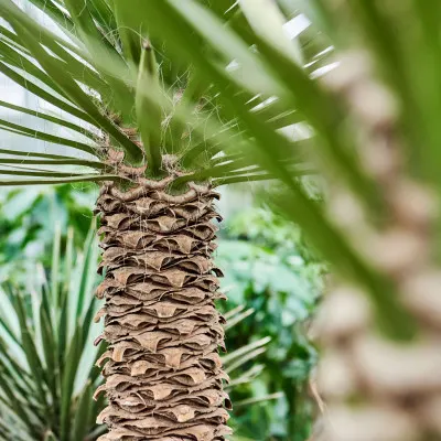Yucca water geven