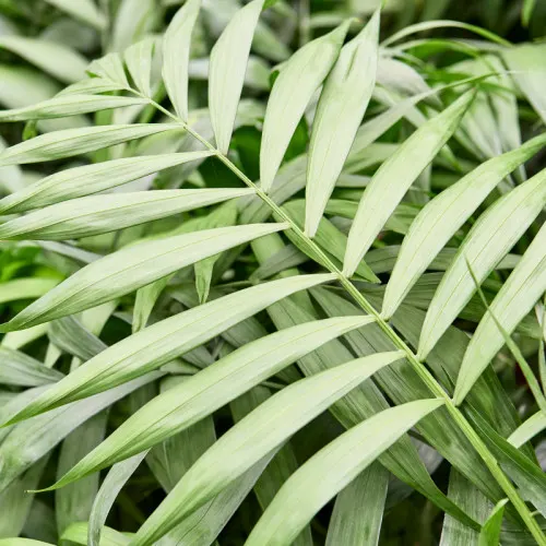 Chamaedorea elegans