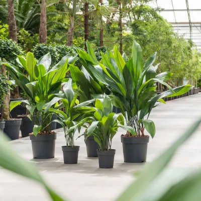 Schaduwplanten: Aspidistra elatior