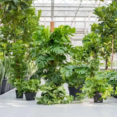 So wird die Monstera gerne gepflegt | Nieuwkoop Europe