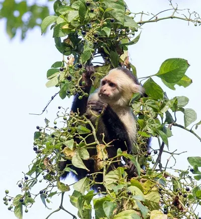 Aap - White-throated-capuchin-monkey