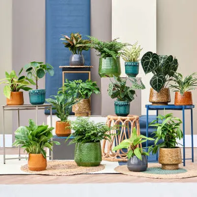 gina da cielo fuzzy nento otis