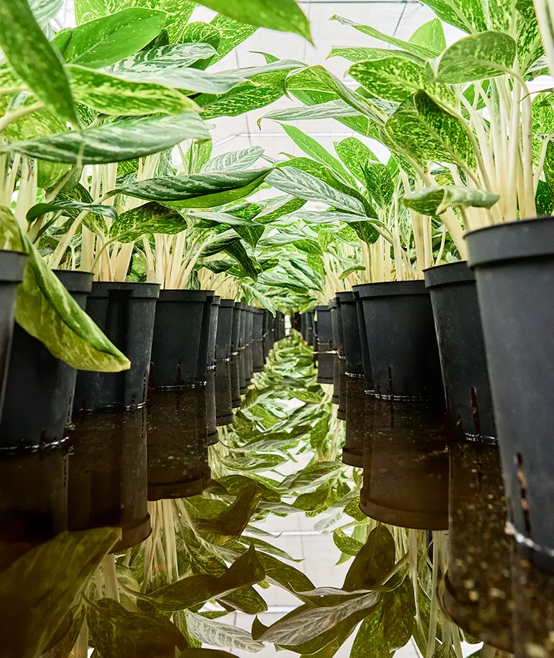 Aglaonema--Madonna- DSC6815