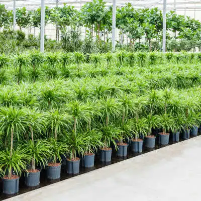 Wie pflege ich die Pleomele (Dracaena) reflexa? | Nieuwkoop Europe