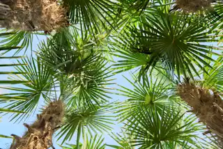 Mediterranean planten image