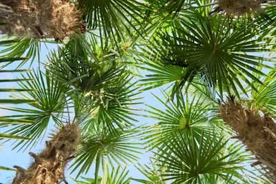 Mediterranean planten image