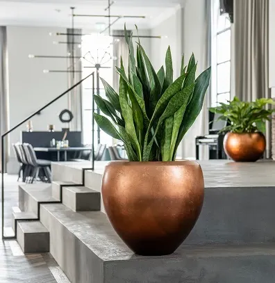 Baq Metallic Silver leaf matt copper-Sansevieria Jade DSC4258-HDR