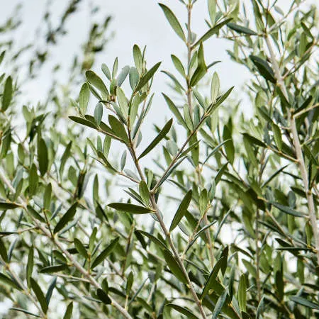 Olea europaea close-up branches
