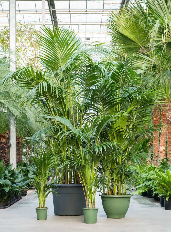 Kentia soorten