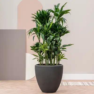 dracaena massangeana kaufen Janet Lind Dracaena main image 1