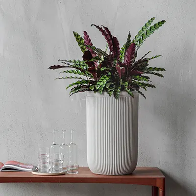 Calathea oorsprong