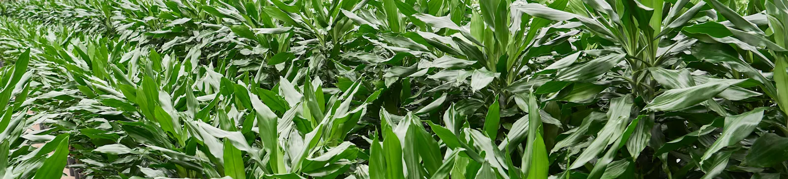 ArticleGroup Data Image Dracaena