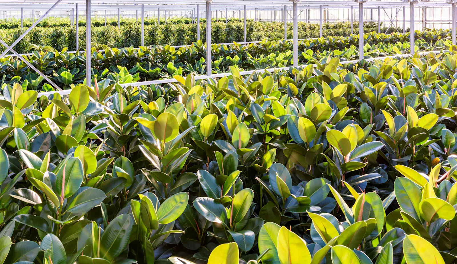 All plants category banner