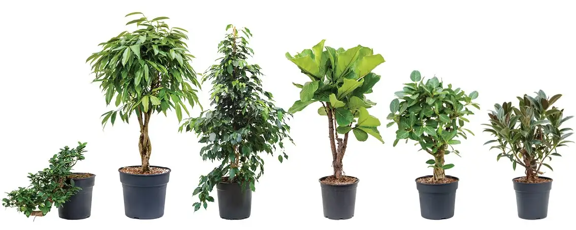 zimmerpflanze finger bltter Grosses Einblatt | Spathiphyllum wallisii