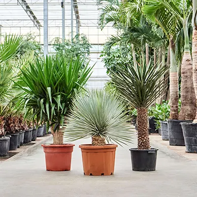 Yucca soorten