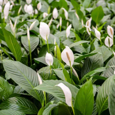 Spathiphyllum 1