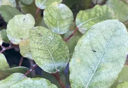 olijfwilg bladvlo herkennen