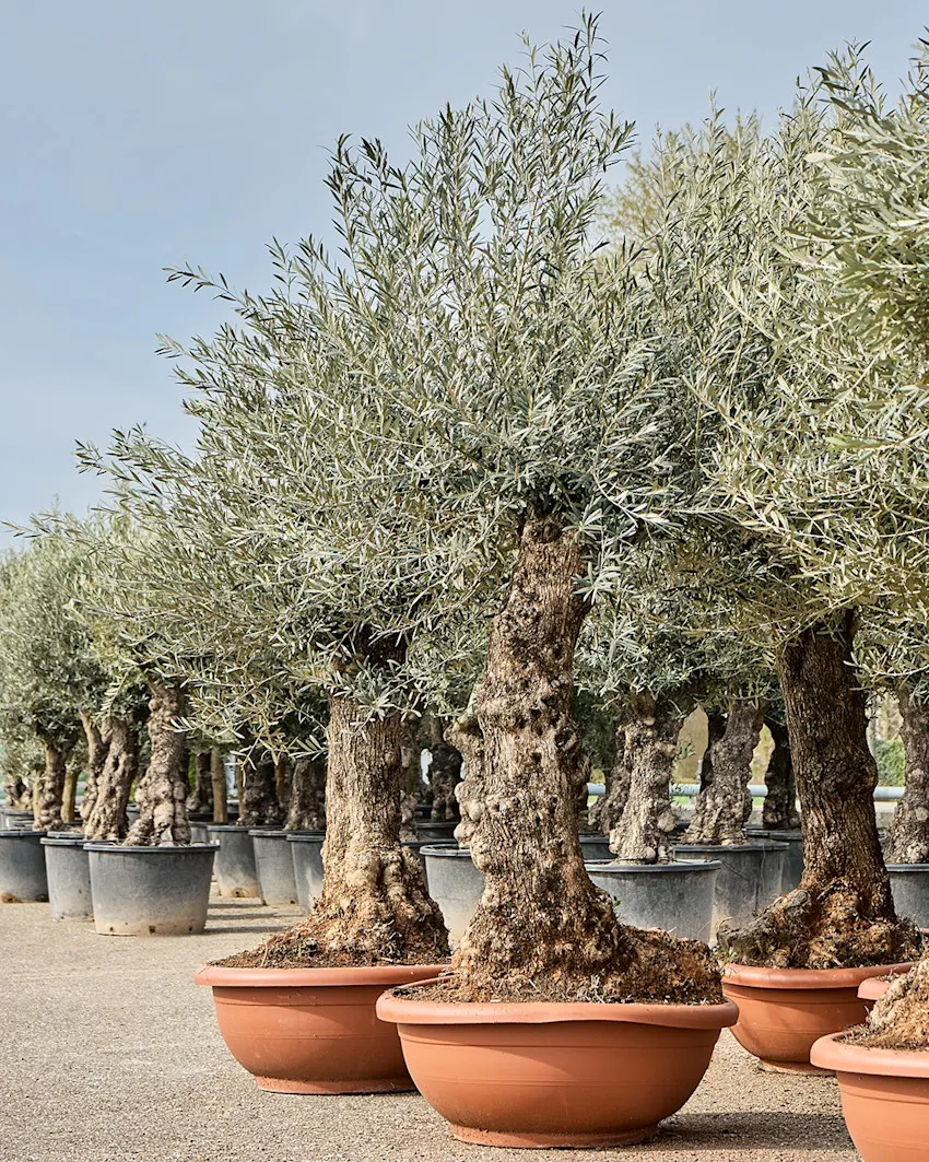 Homepagebanner groot Olea europaea