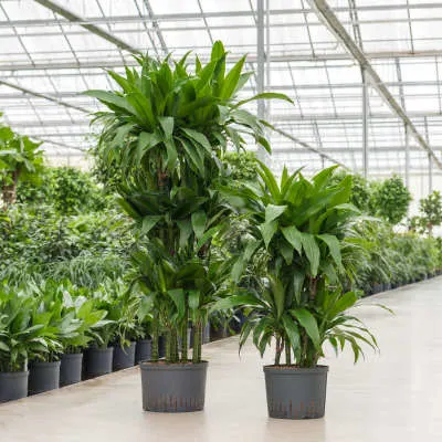 Schaduwplanten: Dracaena