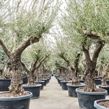 Pflegetipps fr einen schnen Olea europaea (Olivenbaum) | Nieuwkoop Europe