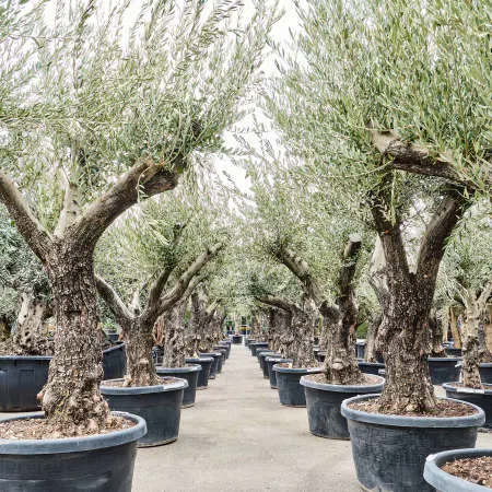 Olea europaea 