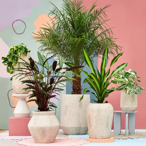 Kerstboom eruit plant erin Mineral