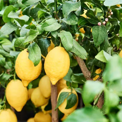 Citrus (Citrofortunella) lemon