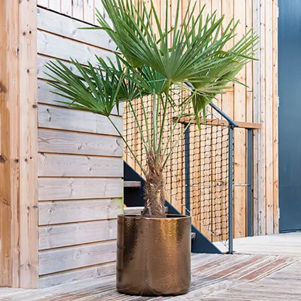 thumbnail Cylinder Pot Gold - Trachycarpus fortunei DSC2587-1