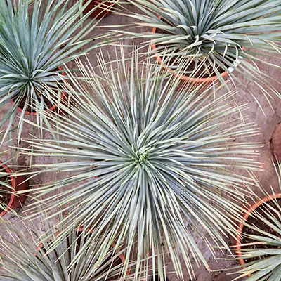 Yucca oorsprong-standplaats