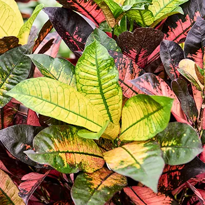 croton water geven