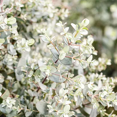 Eucalyptus gunni blad