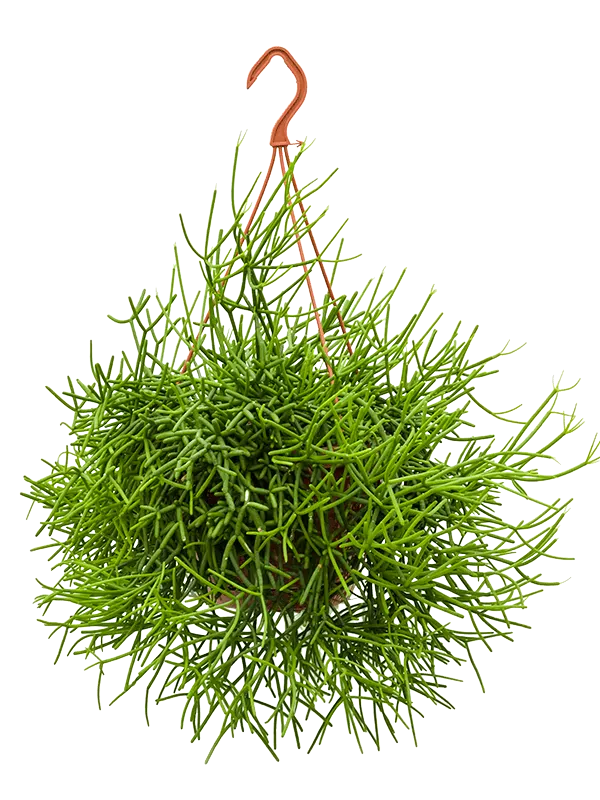 Rhipsalis