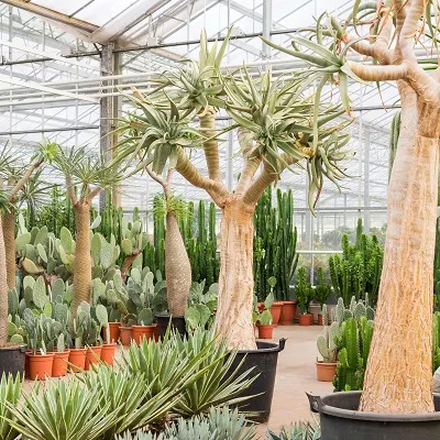 1014 Aloe dichotoma DSC5999