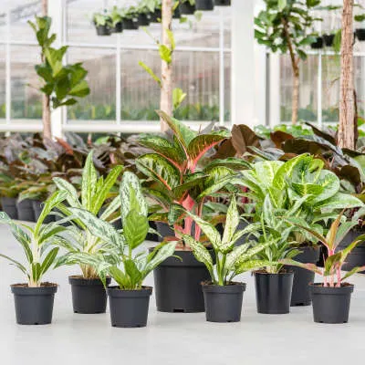 Schaduwplanten: Aglaonema